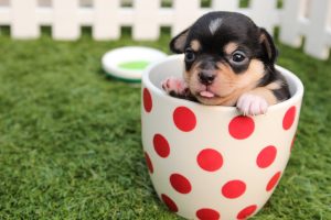 5 Effective Social Media Posts from Animal Shelters (and How to Copy Them)